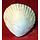 Edible Seashell made out of gumpaste 1"