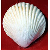 Edible Seashell made out of gumpaste 1 1/2"