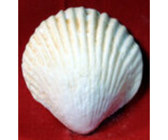 Edible Seashell made out of gumpaste 1 1/2"