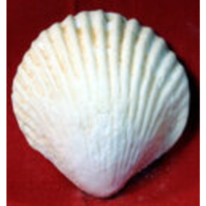 Edible Seashell made out of gumpaste 1 1/2"