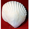 Large Edible Seashell made out of gumpaste