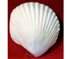 Large Edible Seashell made out of gumpaste