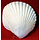 Large Edible Seashell made out of gumpaste