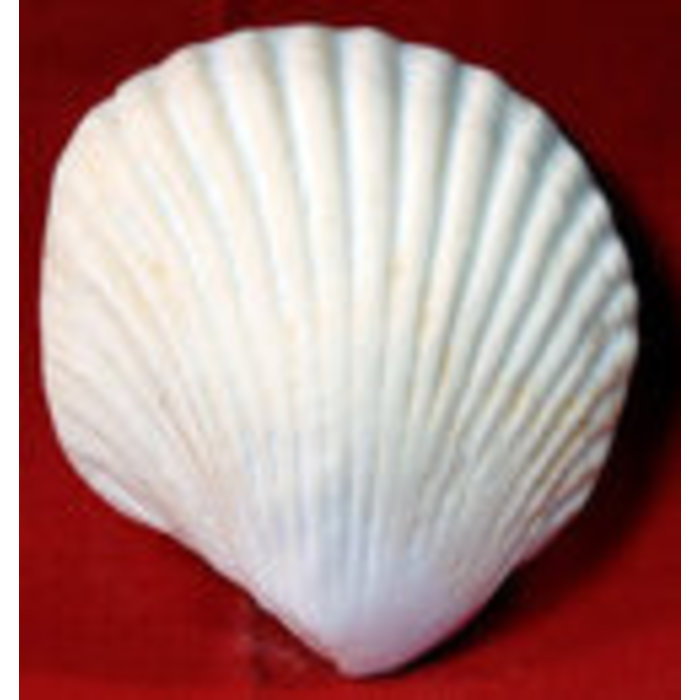 Large Edible Seashell made out of gumpaste