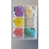 Assorted Wild Roses 5