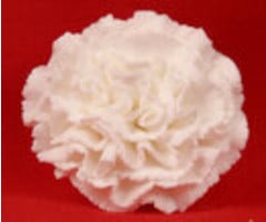 White Carnation Flower made out of GumPaste