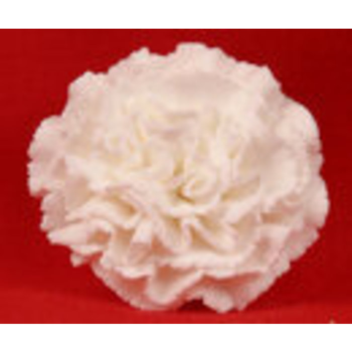 White Carnation Flower made out of GumPaste