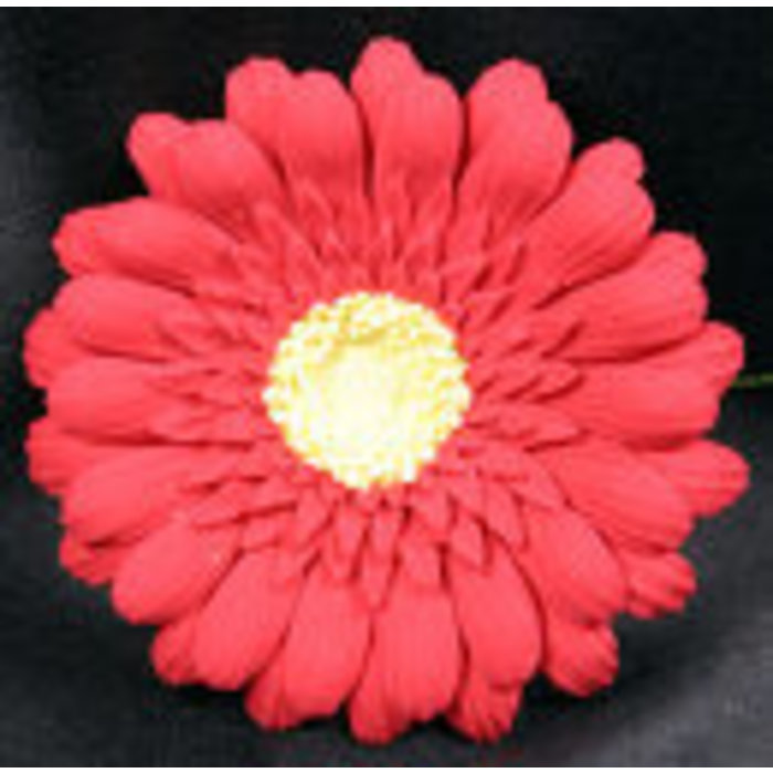 Red Gerber Daisy GumPaste Flowers