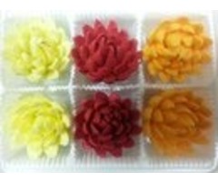 Chrysanthemums Yellow, Golden Yellow and Red