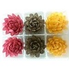 Chrysanthemums 6 pk. Yellow, Red & Brown