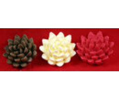 Chrysanthemums 6 pk. Golden Yellow, Red & Brown