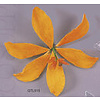 Orange Tiger Lily GumPaste Flowers