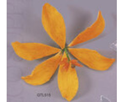 Orange Tiger Lily GumPaste Flowers