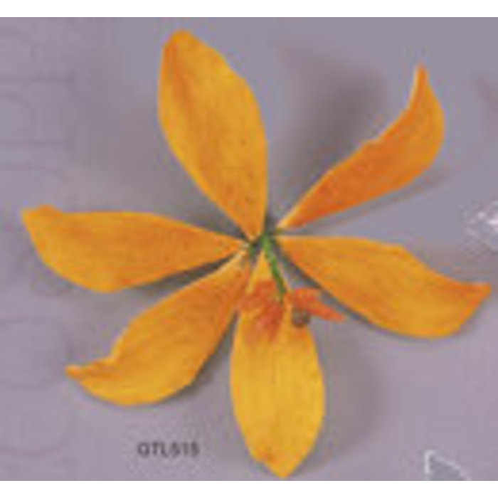 Orange Tiger Lily GumPaste Flowers