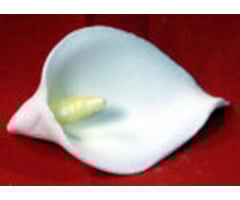 Calla Lily GumPaste Flowers 1 1/2"