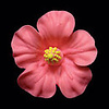 Pink Hibiscus GumPaste Flowers
