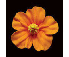 Orange Hibiscus GumPaste Flowers