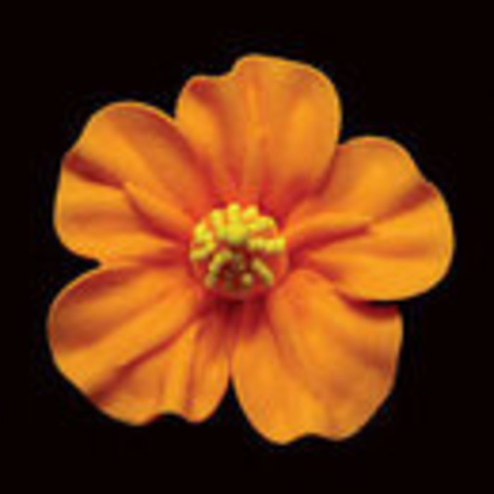 Orange Hibiscus GumPaste Flowers