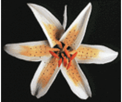 Orange Stargazer GumPaste Flowers