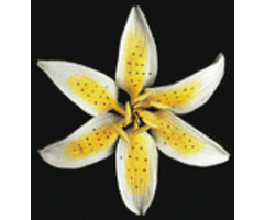 Stargazer Gum Paste Flowers Yellow