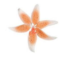 Mini Orange Stargazer GumPaste Flowers