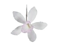 Australian Cymbidium Orchid with White with pink highlights GumPaste Flowers