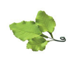 Gum Paste Rose Leaves 3 Stem 3.5"