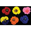Pansies Assorted 6 Count