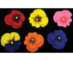 Pansies Assorted 6 Count