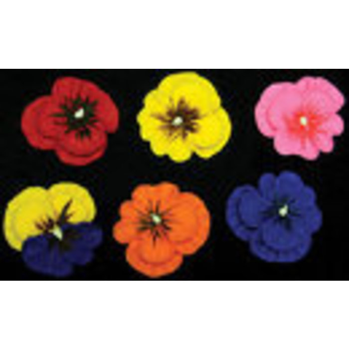 Pansies Assorted 6 Count
