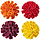 Edible Marigold Flowers 4 pack