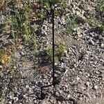 ENGAGE PRECISION ENGAGE PRECISION AR500 STEEL SHEPHERD HOOK TARGET STAND, 3/8”, 36” HEIGHT, W/ 1 HOOK, BLACK