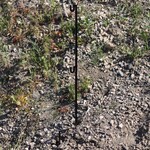 ENGAGE PRECISION ENGAGE PRECISION AR500 STEEL SHEPHERD HOOK TARGET STAND, 3/8”, 48” HEIGHT, W/ 2 HOOKS, BLACK