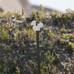 ENGAGE PRECISION ENGAGE PRECISION AR500 STEEL RIMFIRE TARGET SILHOUETTE, 1/4", 2/3 SIZE SQUIRREL, WHITE