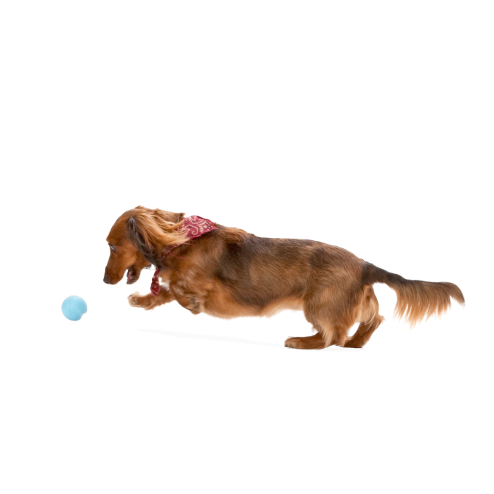 West Paw Jive Ball - For Tough Chewers - Zogoflex Toy - West Paw Design