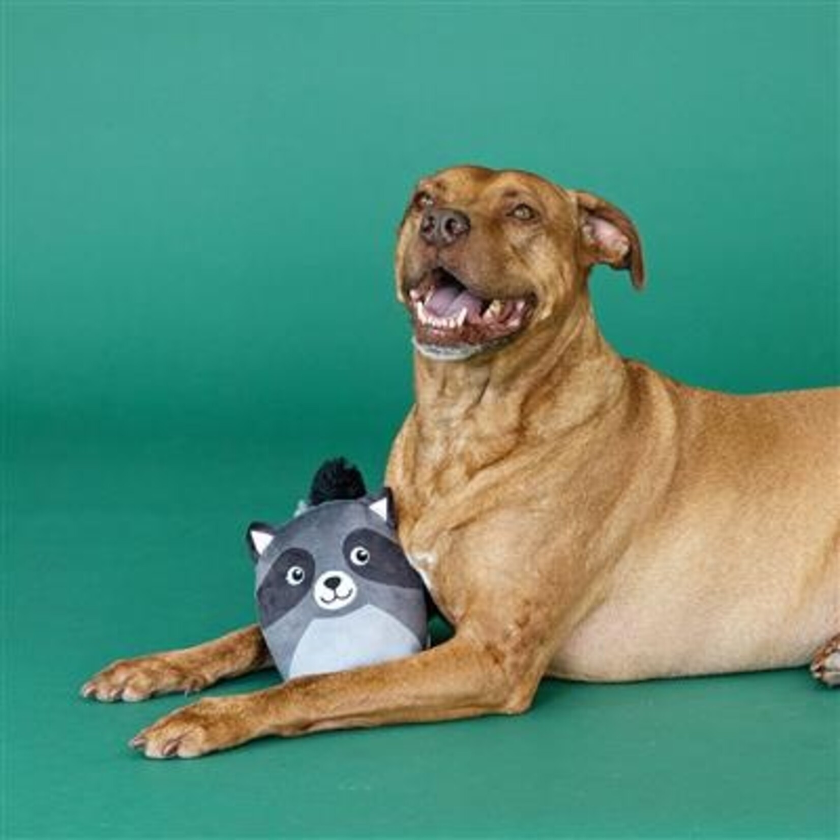 Wagsdale Rocky Raccoon - Plush Dog Toy - Wagsdale