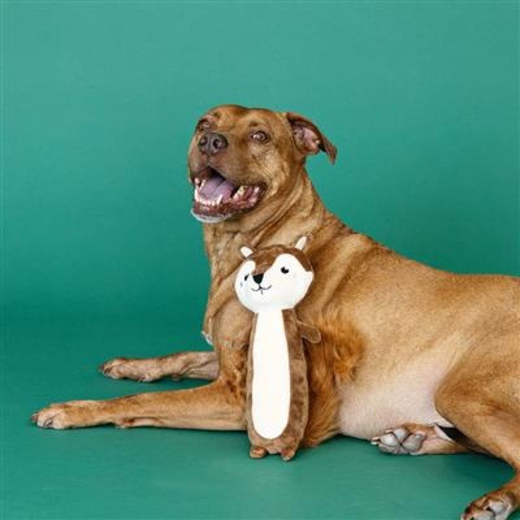 Wagsdale Nuts for You (Squirrel) - Plush Dog Toy - Wagsdale
