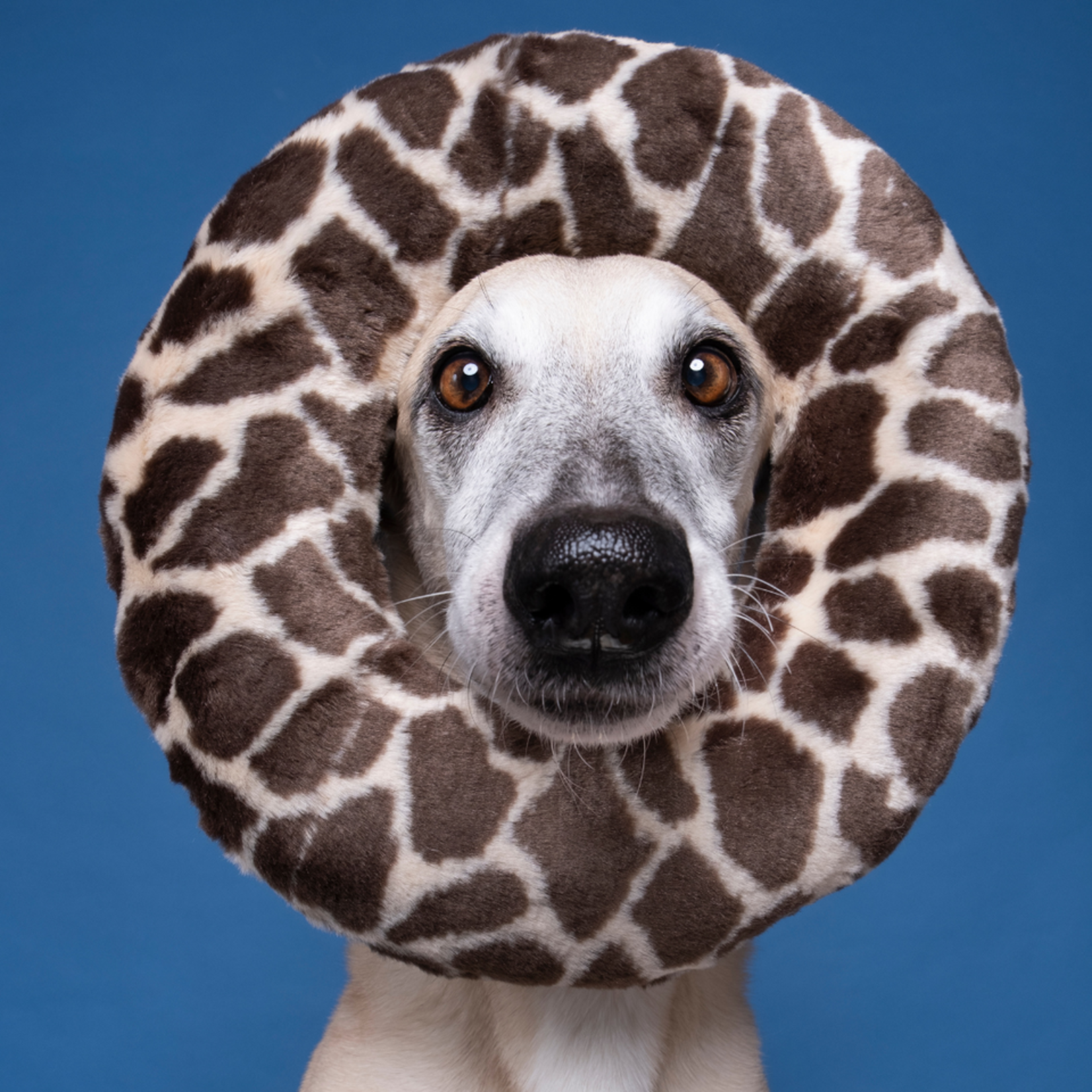 Fluff & Tuff 12" Large - Python Ring - Plush Dog Toy - Fluff & Tuff