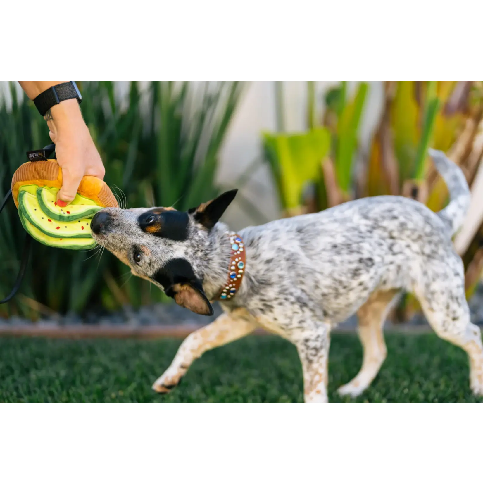 P.L.A.Y. Avocado Toast - Brunch Collection Dog Toy - P.L.A.Y.