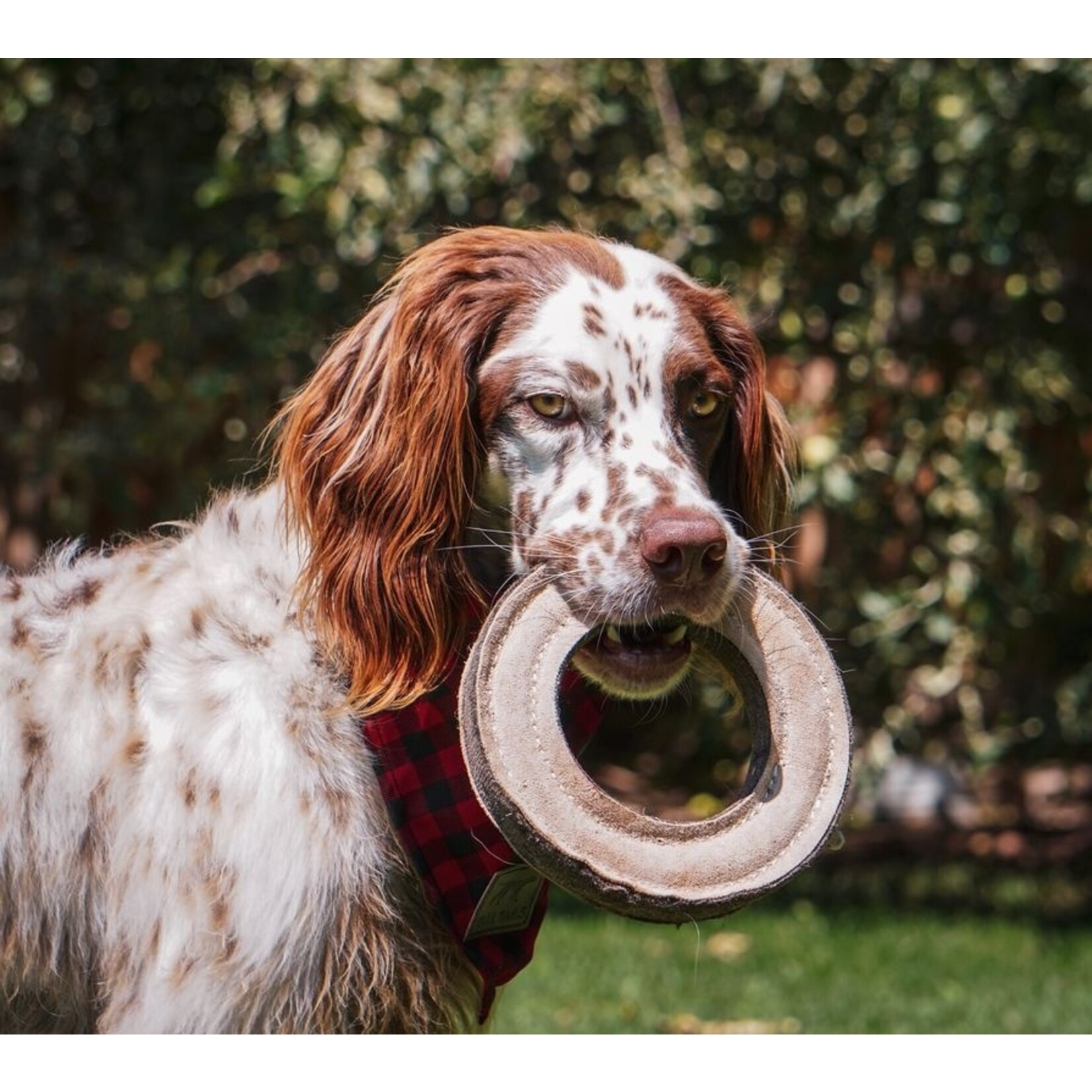 Tall Tails 7” - Ring - Natural Leather - Dog Toy - Tall Tails