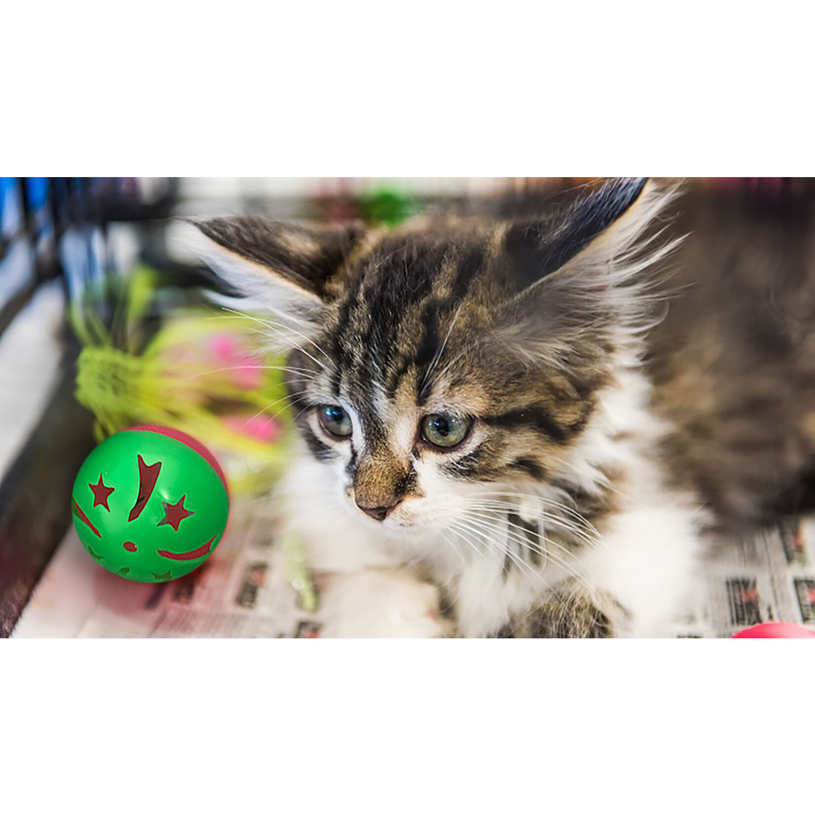 PetSport USA 4 pk. - Kitty Jingle Balls - Assorted Cat Toys - PetSport USA