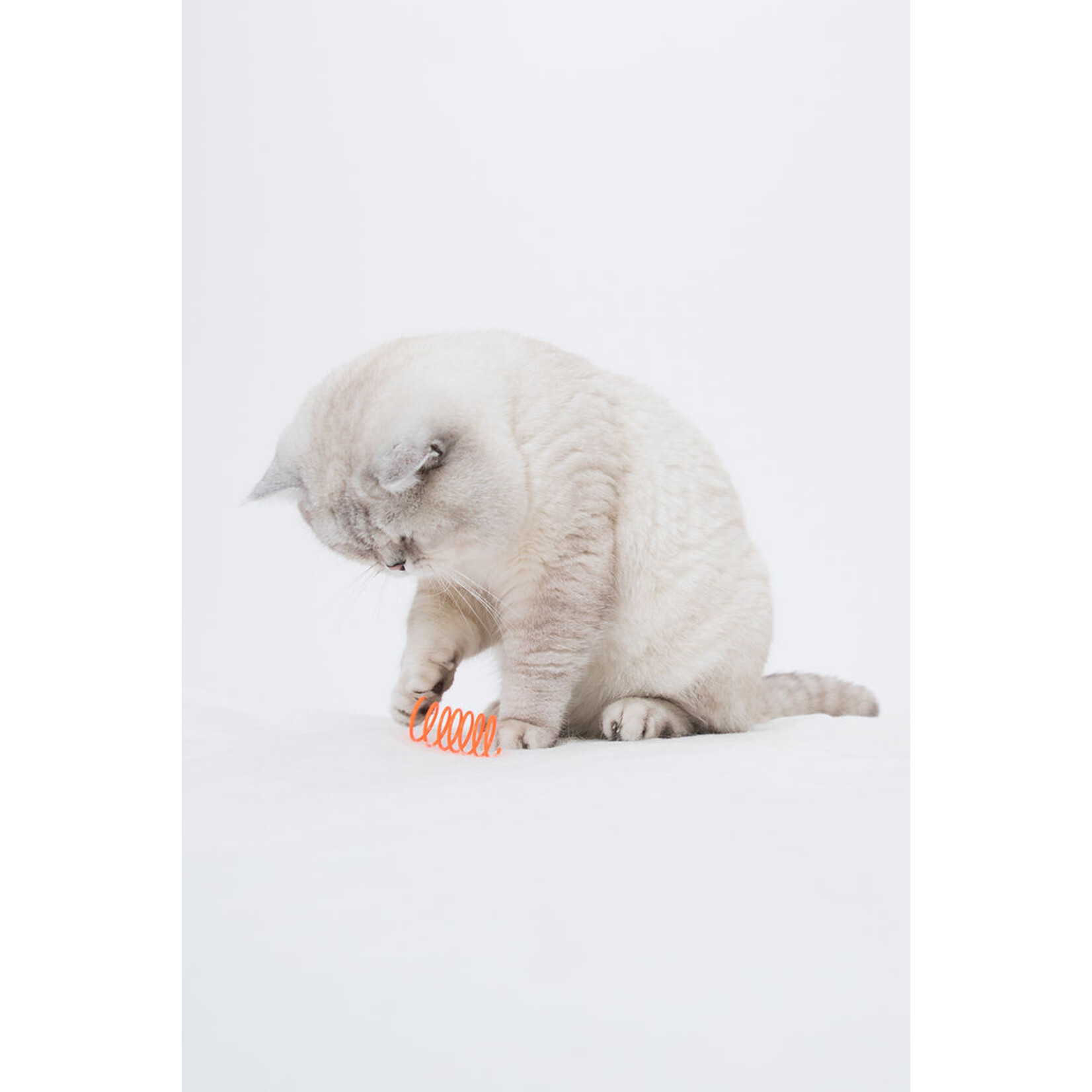PetSport USA 8 pk. - Lg. / 2.25" - Cat Springs - PetSport
