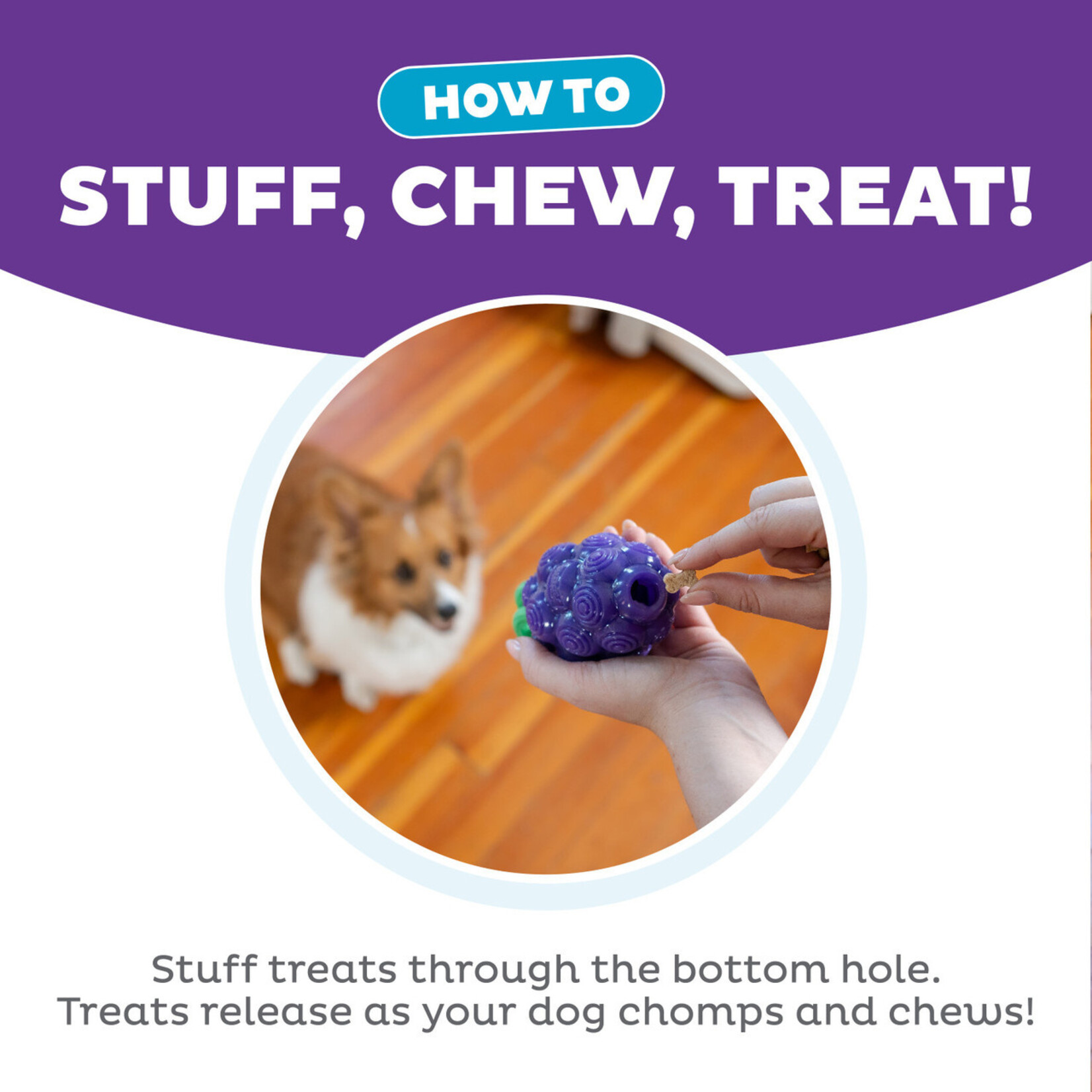 Planet Dog / Outward Hound Purple Grapes - Dental Toy - Outward Hound