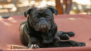 When Kibble Fails: How My Pug Turned Me Into a Raw-Feeding Rebel