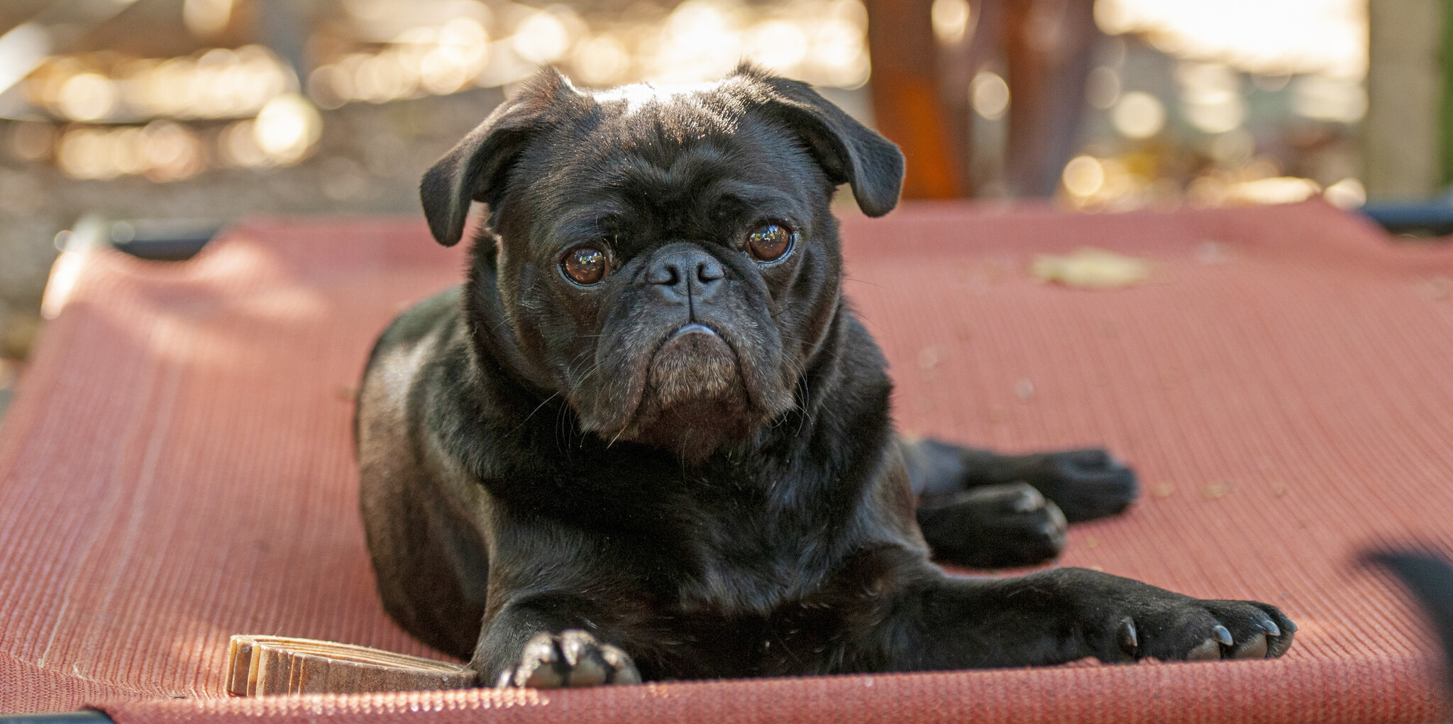 When Kibble Fails: How My Pug Turned Me Into a Raw-Feeding Rebel