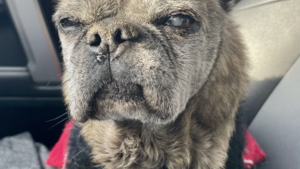 When Your Senior Raw Fed Dog Is Refusing to Eat 