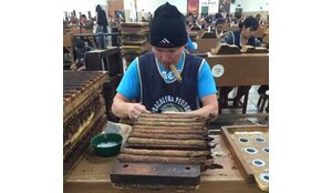 From Factory to Store: The Journey of a Cigar