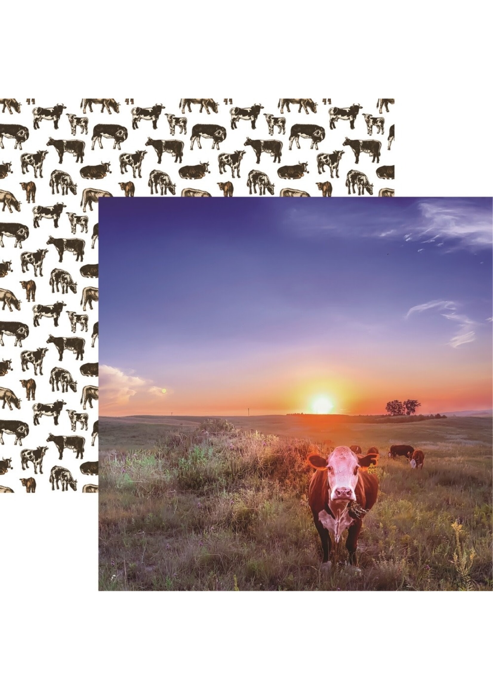 Reminisce 12x12 Pattern Paper, Holy Cow Hereford