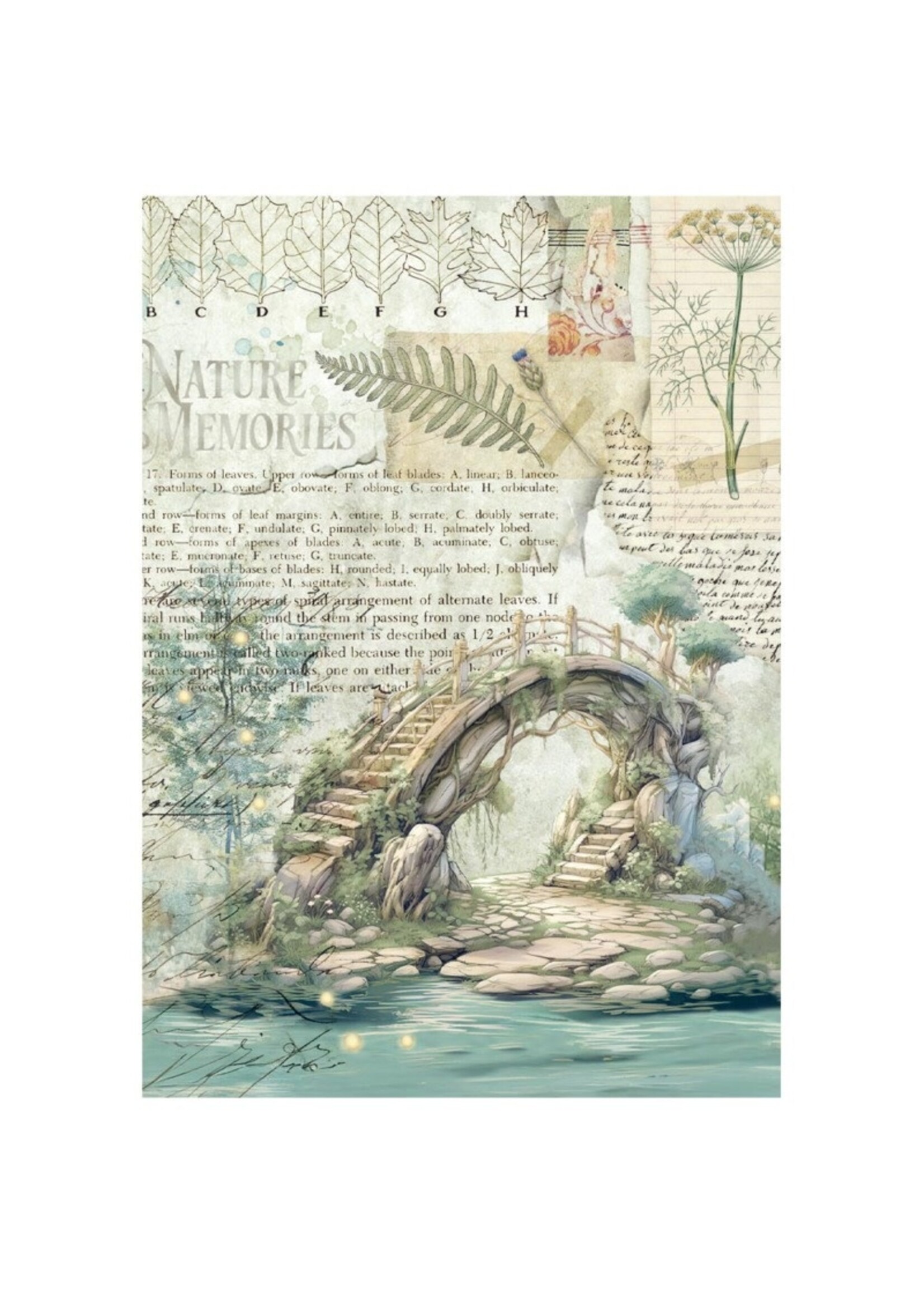 Stamperia Stamperia Mini Rice Paper, DFSA6X02 Herbarium Silvae