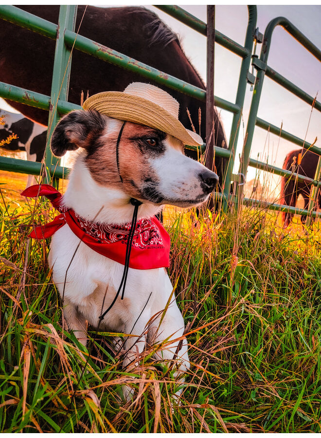 Mini Cattleman Pet Palm Hat